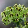 Euphorbia Characias Black Pearl | 9cm Pot