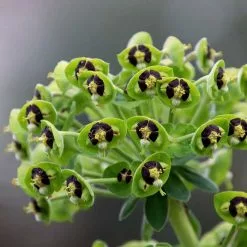 Euphorbia Characias Black Pearl | 9cm Pot