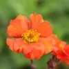 Geum Borisii | 9cm Pot -Perennial Plants Sales Store RH30000216 6e59