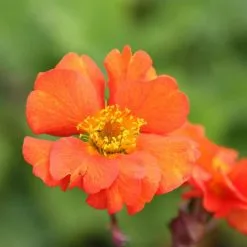 Geum Borisii | 9cm Pot