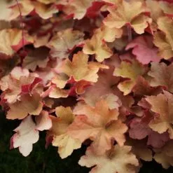 Heuchera Caramel (PBR) | 9cm Pot