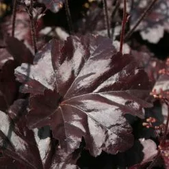 Heuchera Obsidian (PBR) | 9cm Pot