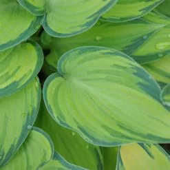 Hosta (Tardiana Group) June | 9cm Pot