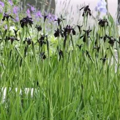 Iris Chrysographes Black-flowered | 9cm Pot