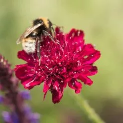 Knautia Macedonica | 9cm Pot