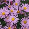 Chrysanthemum Clara Curtis | 9cm Pot -Perennial Plants Sales Store RH30000267 1169