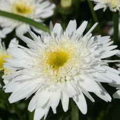 Leucanthemum × Superbum Wirral Supreme | 9cm Pot