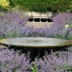 Nepeta Six Hills Giant | 9cm Pot
