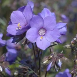 Polemonium Yezoense Var. Hidakanum Bressingham Purple ('Polbress') | 9cm Pot
