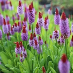 Primula Vialii | 9cm Pot