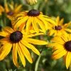 Rudbeckia Fulgida Var. Sullivantii Goldsturm | 9cm Pot -Perennial Plants Sales Store RH30000325 8719