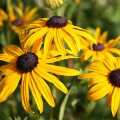 Rudbeckia Fulgida Var. Sullivantii Goldsturm | 9cm Pot