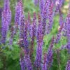 Salvia × Sylvestris Mainacht | 9cm Pot -Perennial Plants Sales Store RH30000330 db3b