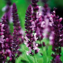 Salvia Nemorosa 'Sensation Rose' (Sensation Series) | 9cm Pot