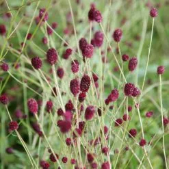 Sanguisorba Tanna | 9cm Pot