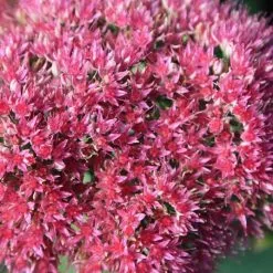 Hylotelephium Spectabile (Brilliant Group) Brilliant | 9cm Pot