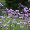 Verbena Bonariensis | 9cm Pot -Perennial Plants Sales Store RH30000357 74e6