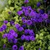 Verbena Rigida | 9cm Pot 2 Verbena Rigida | 9cm Pot -Perennial Plants Sales Store RH30000361 f8a2