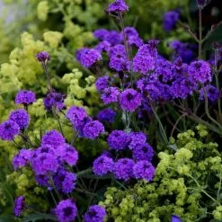 Verbena Rigida | 9cm Pot