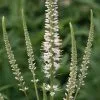 Veronicastrum Virginicum Album | 9cm Pot -Perennial Plants Sales Store RH30000366 4d07