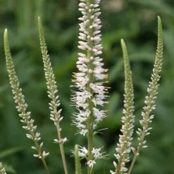 Veronicastrum Virginicum Album | 9cm Pot