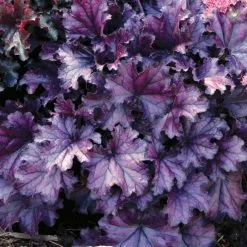 Heuchera Forever Purple ('Tnheufp') (PBR) (Forever Series) | 9cm Pot