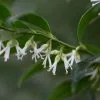 Sarcococca Confusa | 9cm Pot 1 Sarcococca Confusa | 9cm Pot -Perennial Plants Sales Store RH30000571 9f16