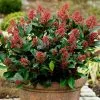 Skimmia Japonica Rubella | 9cm Pot -Perennial Plants Sales Store RH30000573 fda1