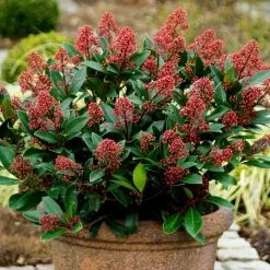 Skimmia Japonica Rubella | 9cm Pot