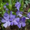 Vinca Minor | 9cm Pot -Perennial Plants Sales Store RH30000578 c90f