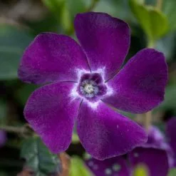 Vinca Minor Atropurpurea | 9cm Pot