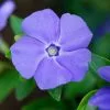 Vinca Minor Bowles's Variety | 9cm Pot