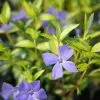 Vinca Minor Illumination | 9cm Pot -Perennial Plants Sales Store RH30000583 1f15