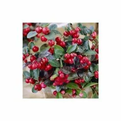Gaultheria Procumbens Big Berry ('Gaubi') (PBR) | 9cm Pot