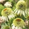 Echinacea Purpurea Coconut Lime (PBR) (Cone-fections Series) | 9cm Pot