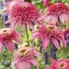 Echinacea Purpurea Pink Double Delight (PBR) (Cone-fections Series) | 9cm Pot