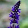 Salvia × Sylvestris Viola Klose | 9cm Pot -Perennial Plants Sales Store RH30001012 eef6