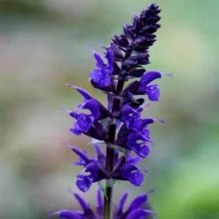Salvia × Sylvestris Viola Klose | 9cm Pot