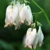 Dicentra Aurora | 9cm Pot 2 Dicentra Aurora | 9cm Pot -Perennial Plants Sales Store RH30001047 134c