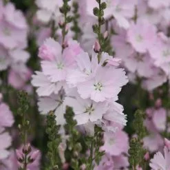 Sidalcea Elsie Heugh | 9cm Pot