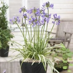 Agapanthus Silver Moon ('Notfred') (PBR) | 9cm Pot