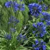 Agapanthus Midnight Star | 9cm Pot -Perennial Plants Sales Store RH30001162 4796