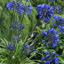 Agapanthus Midnight Star | 9cm Pot