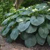 Hosta Sieboldiana Var. Elegans | 9cm Pot