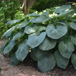Hosta Sieboldiana Var. Elegans | 9cm Pot