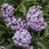 Verbena Seabrooks Lavender ('Sealav') (PBR) | 9cm Pot -Perennial Plants Sales Store RH30001172 6a2f