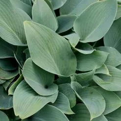 Hosta (Tardiana Group) Halcyon | 9cm Pot