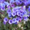 Pulmonaria Blue Ensign | 9cm Pot
