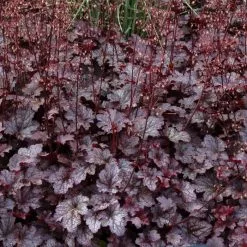 Heuchera Plum Pudding (PBR) | 9cm Pot
