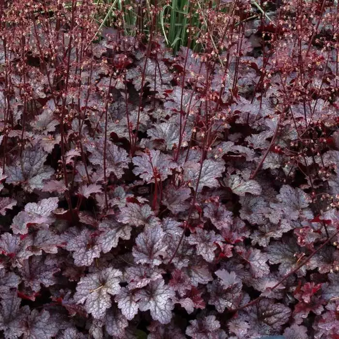 Heuchera Plum Pudding (PBR) | 9cm Pot 3 Heuchera Plum Pudding (PBR) | 9cm Pot